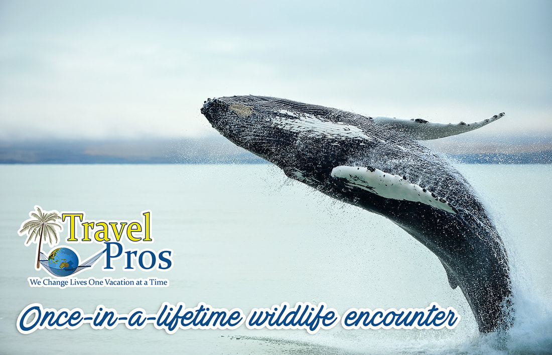 whales and wildlife